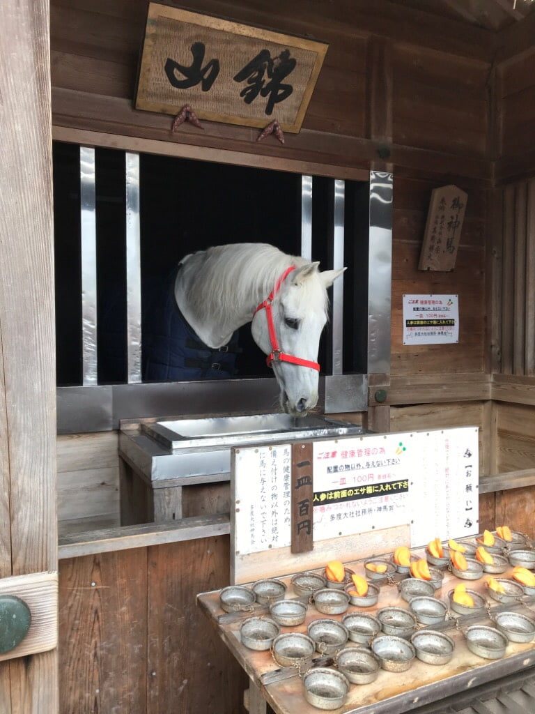 多度大社の神馬舎の白い馬「錦山」号